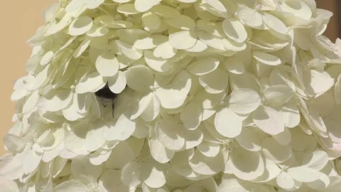 Beautiful blossom of soft light-lime green hydrangea at summer day. macro footag Stock Footage 297560089