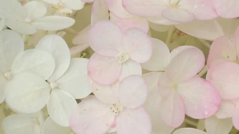 Beautiful blossom of soft light-lime green hydrangea at summer day. macro footag Stock Footage 297560430