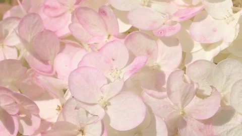 Beautiful blossom of soft light-lime green hydrangea at summer day. macro footag Stock Footage 297560600