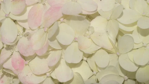 Beautiful blossom of soft light-lime green hydrangea at summer day. macro footag Stock Footage 297560731