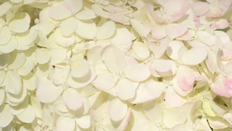 Beautiful blossom of soft light-lime green hydrangea at summer day. macro footag Stock Footage 297560883