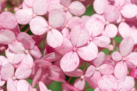 Beautiful  blossom  of soft pink hydrangea at sunny day. close up Foto stock