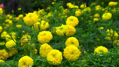 Beautiful blossom tagetes erecta or marigold at field. Stockbeeldmateriaal 204088736