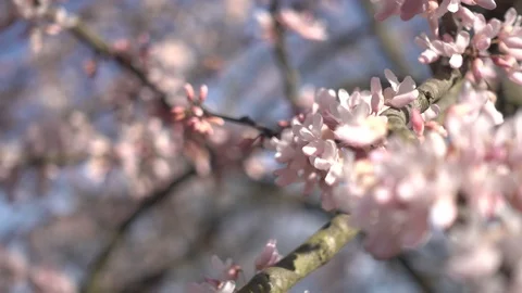 Beautiful blossom tree. Video stock 104939598