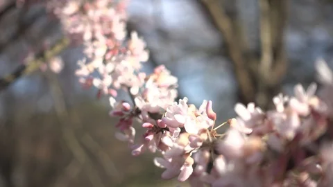 Beautiful blossom tree. Stock Footage 104939874