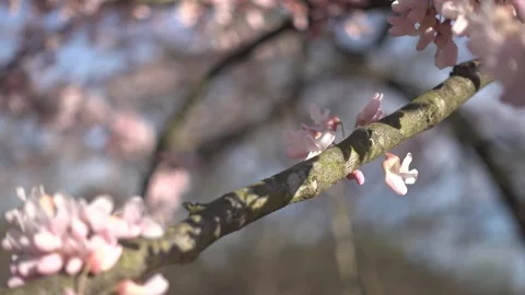Beautiful blossom tree. Stock Footage 104939905