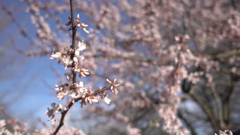 Beautiful blossom tree. Stock Footage 104939960