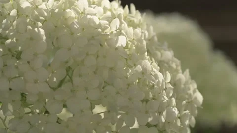 Beautiful blossom of white hydrangea blossoming in garden at sunny day. close up Stock Footage 280980016
