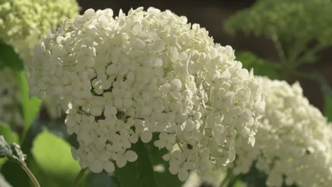 Beautiful blossom of white hydrangea blossoming in garden at sunny day. close up Stock Footage 280980731