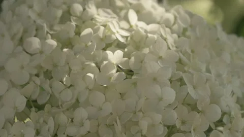 Beautiful blossom of white hydrangea blossoming in garden at sunny day. close up Stock Footage 280980826