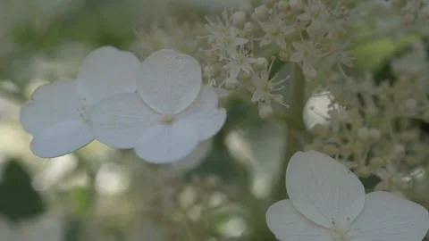 Beautiful blossom of white hydrangea blossoming in garden in shadow. close up Stock Footage 282218331