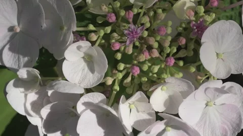 Beautiful blossom of white hydrangea blossoming in garden at sunny day. close up Stock Footage 282248575
