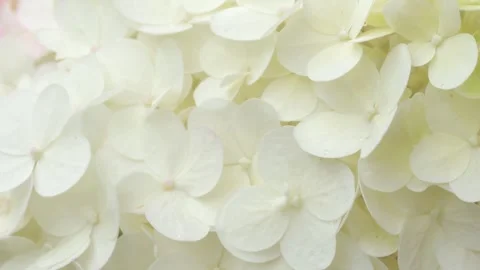 Beautiful blossom of white hydrangea at cloudy day. macro footage Stock Footage 281196336