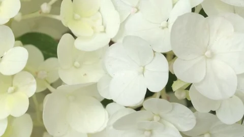 Beautiful blossom of white hydrangea at cloudy day. macro footage Stock Footage 281197690