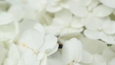 Beautiful blossom of white hydrangea with working b at summer day. macro footage Stock Footage 281198751