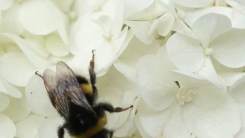 	beautiful blossom of white hydrangea with working bumblebee. macro footag Stockbeeldmateriaal 281198776