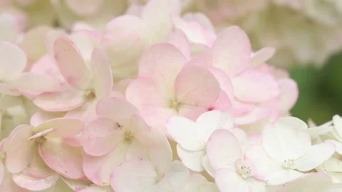 Beautiful blossom of white-pink hydrangea at cloudy day. macro footage Stock Footage 281198997