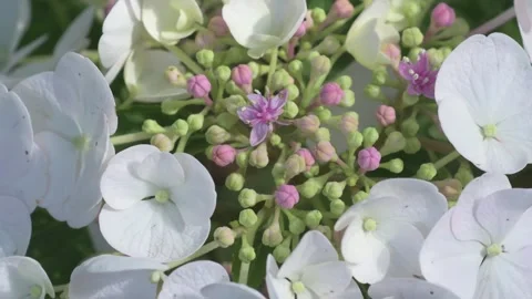 Beautiful blossom of white-pink hydrangea blossoming in garden at sunny day.  Stock Footage 282213758