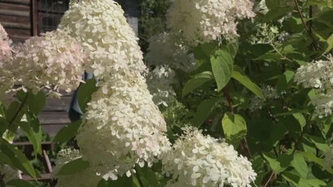 Beautiful blossom of white-pink hydrangea blossoming in garden at sunny day. clo Stock Footage 282897161