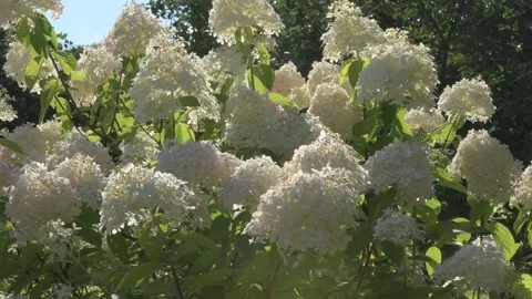 Beautiful blossom of white-pink hydrangea bush blossoming in garden at sunny day Stock Footage 282900060