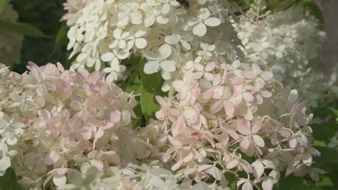 Beautiful blossom of white-pink hydrangea blossoming in garden at sunny day. clo Stock Footage 282902429