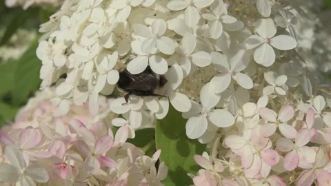 Beautiful blossom of white-pink hydrangea blossoming in garden at sunny day. clo Stock Footage 282906624