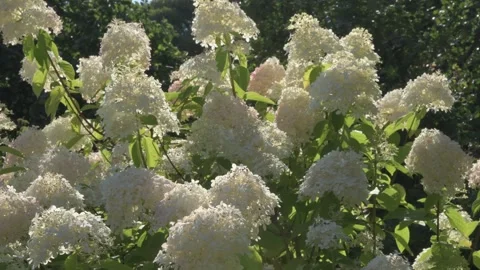 	beautiful blossom of white-pink hydrangea bush blossoming in garden at sunny da Stockbeeldmateriaal 282915713
