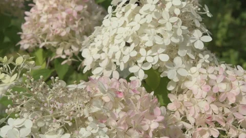 Beautiful blossom of white-pink hydrangea blossoming in garden at sunny day. clo Stock Footage 282915848