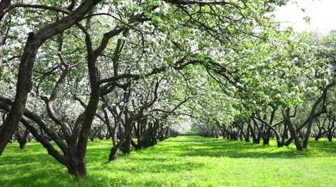 Beautiful blossoming apple-tree garden Stock Footage 46439641