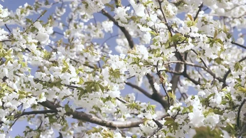 Beautiful blossoming cherry tree against blue sky Stock Footage 184132954
