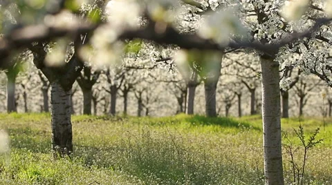 Beautiful blossoming cherry-tree garden, sunset light Vidéo 61895265