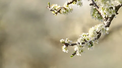 Beautiful blossoming cherry-tree garden, sunset light Video stock 61895955