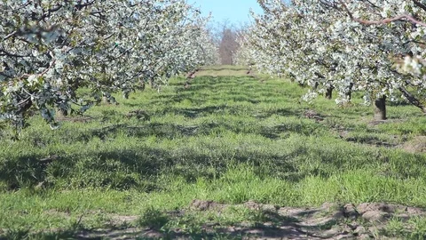Beautiful blossoming cherry-tree garden Video stock 75768130