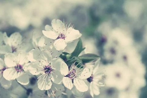 Beautiful blossoming cherry tree on light background in sunlight, shallow dep Stock Photos