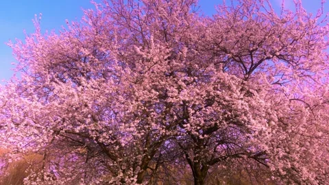 A Beautiful Blossoming Cherry Tree in the Spring Season, Full of Life and Stock Footage 313287617