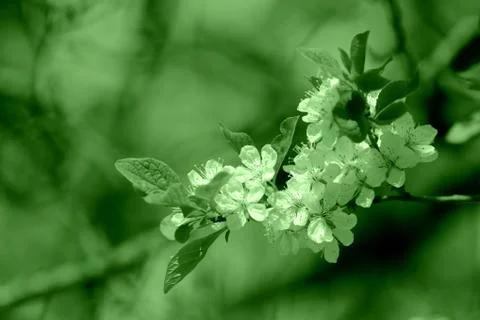 Beautiful blossoming cherry tree on a spring day. Natural background Stock Photos