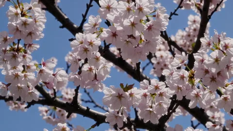 A Beautiful Blossoming Cherry Tree Under a Clear Blue Sky Full of Sunshine and Stock Footage 303727208