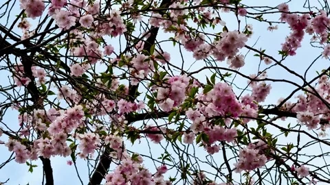 The Beautiful Blossoming Cherry Trees Are Perfectly Set Under a Clear Blue Sky Stock Footage 312350036