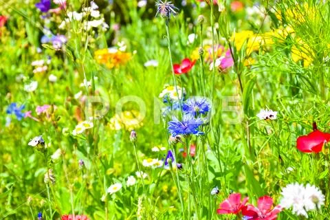 Beautiful blossoming meadow with colorful wildflowers Stock Photos