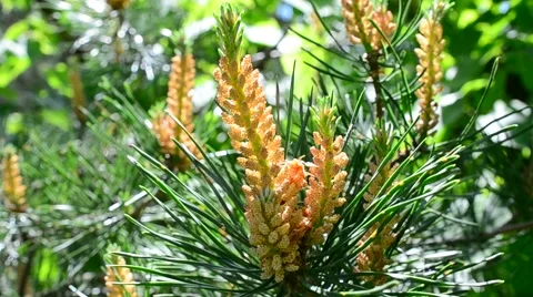 Beautiful blossoming pine tree branch with vibrant colors Stock Footage 50333396