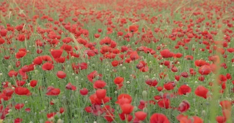 Beautiful blossoming red poppies, Spring In Israel - 8K video Vidéo 192518461