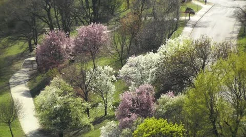 Beautiful Blossoming Springtime Trees Stock Footage 10869045