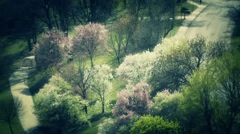 Beautiful Blossoming Springtime Trees stylized Stock Footage 10868926