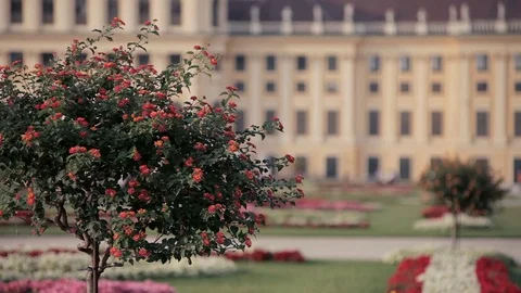 Beautiful blossoming tree in the background of the palace Stock Footage