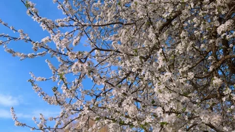 A Beautiful Blossoming Tree Branch Set Against a Clear and Bright Blue Sky Above Stock Footage 313284060