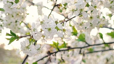 Beautiful blossoming tree branch in spring Stock Footage 273940227