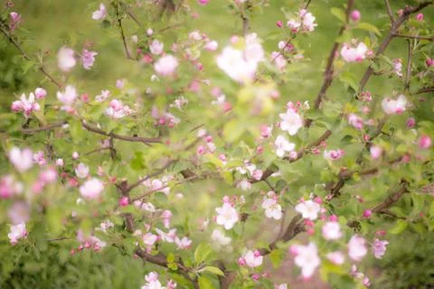 Beautiful blossoming tree in spring Stock Photos