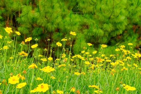 Beautiful blossoms yellow flower in flowers garden field Stock Photos