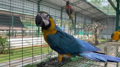 A beautiful blue-and-yellow macaw in a z... | Stock Video | Pond5