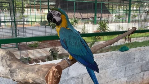 A beautiful blue-and-yellow or gold macaw in a zoo setup Stock Footage 246182986
